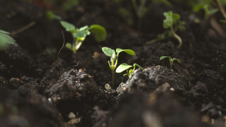 Finding Fourth-Soil People