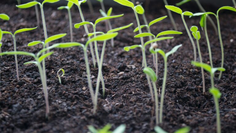 Modern-Day Application